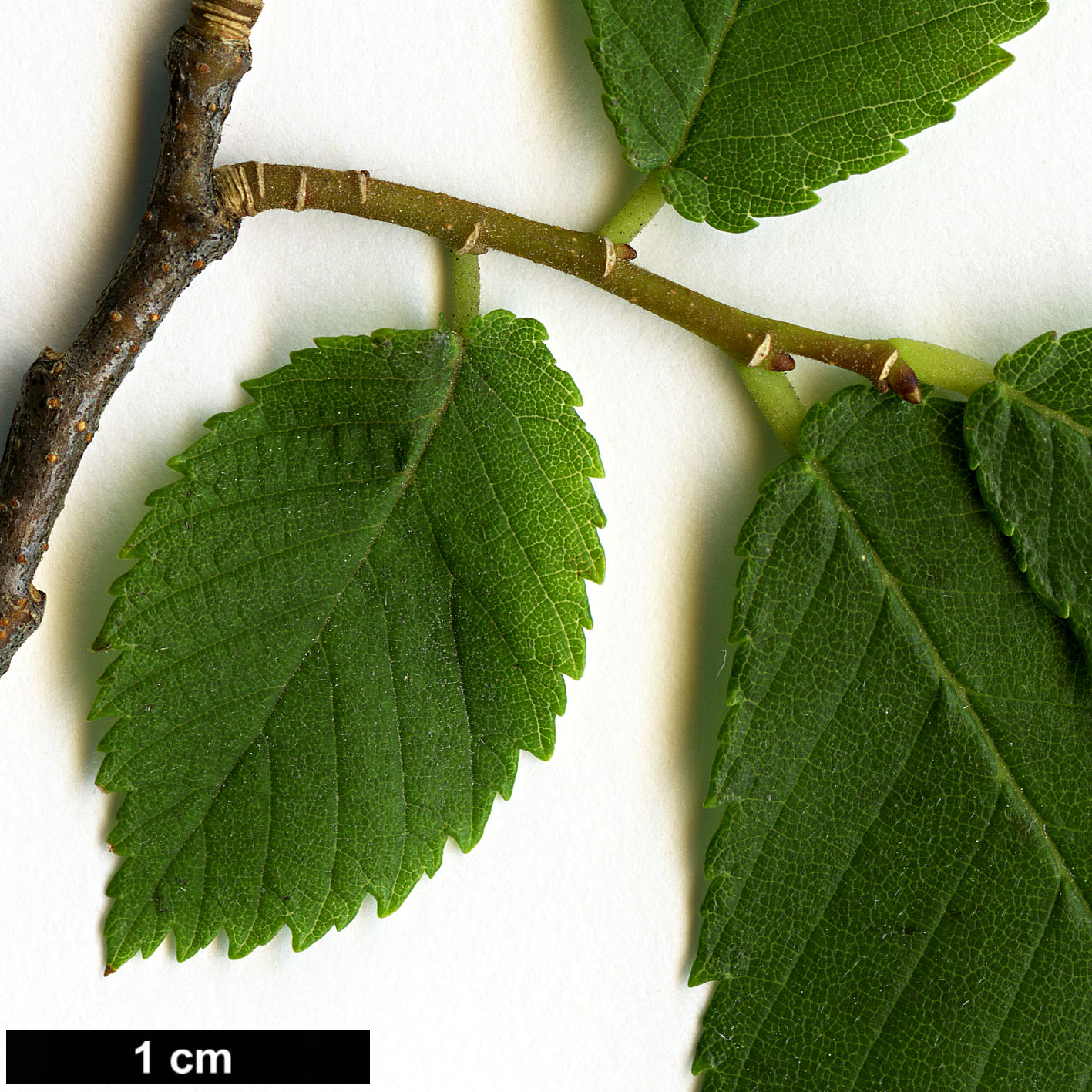 High resolution image: Family: Ulmaceae - Genus: Ulmus - Taxon: serotina